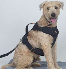 Photo of BUDDY