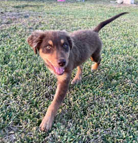 Photo of Wolfy Heart