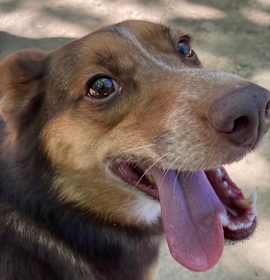Photo of Mack