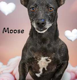 Photo of Moose
