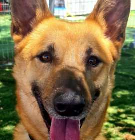 Photo of MARLIN (Israel) SV