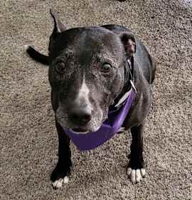 Photo of Glimmer Rose