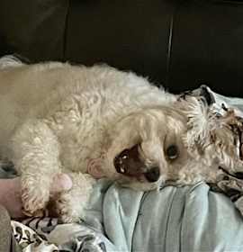 Photo of Charlie