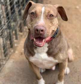Photo of BamBam *Adopt or Foster*