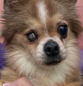 Photo of Zorro