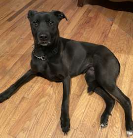 Photo of Olive
