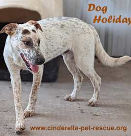 Photo of Dog Holiday