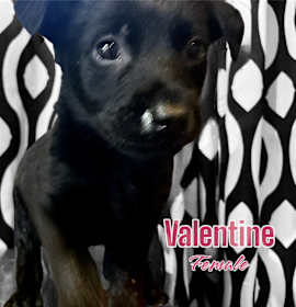 Photo of Valentine