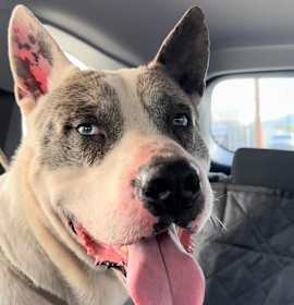 Photo of Sweet Romeo