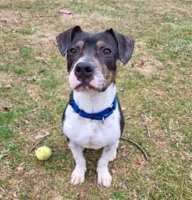 Photo of Mighty Mouse (adoption pending)