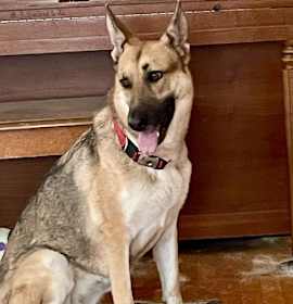 Photo of Zara 6278