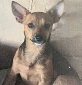 Photo of Alto