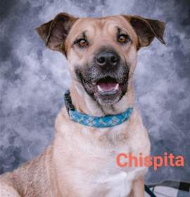 Photo of Chispita