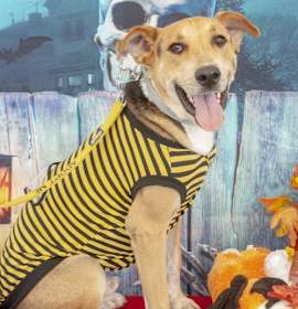 Photo of Gonzo