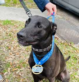 Mr. Dees (In Foster) photo 1