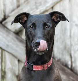 Mr. Dees (In Foster) photo 2