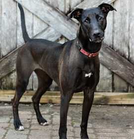 Mr. Dees (In Foster) photo 4