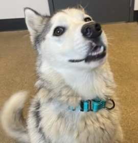 Shadow XXI 47 photo 3