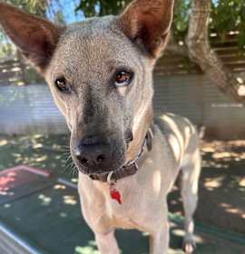 Photo of Danillo (Soi Dog)