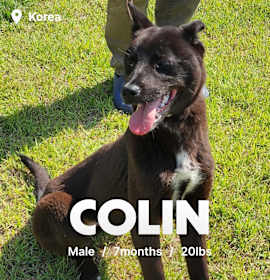 Photo of Colin