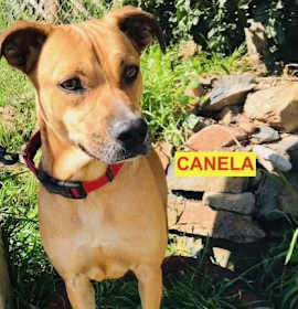 Photo of Canela
