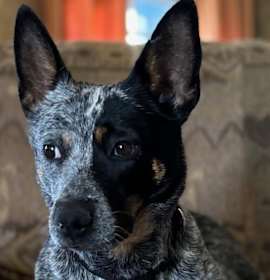 Photo of Bella