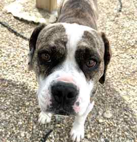 Photo of Rex (In Foster)