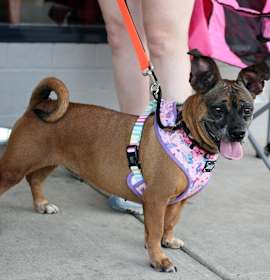 Photo of Roxy
