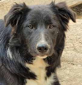 Photo of Leland "I've Been Adopted"