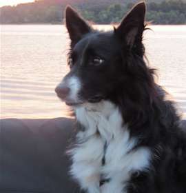 Photo of Rookie McGee"I've Been Adopted