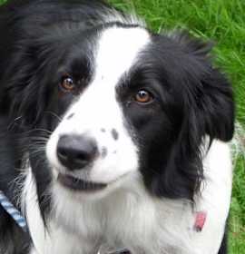 Photo of Cloe A Pawed Angel RIP