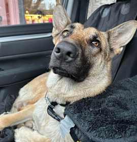 Photo of Pretty Alice -URGENT