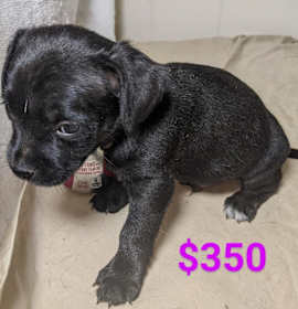 Photo of BLACK SAPPHIRE CHIHUAHUA