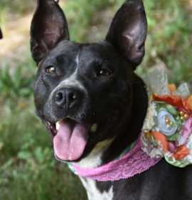 Photo of Binti (Scott-TN)