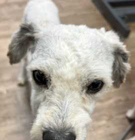 Photo of Brynn - Courtesy Post