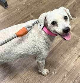 Photo of Pinky - Courtesy post