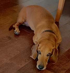 Photo of Sherlock
