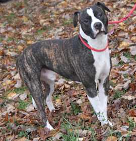 Photo of Spice (Neutered)