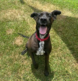 Photo of Bogey