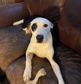 Photo of Ellie Rehoming Happy Affectionate Pup Dog/Cats