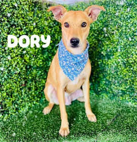 Photo of Dory