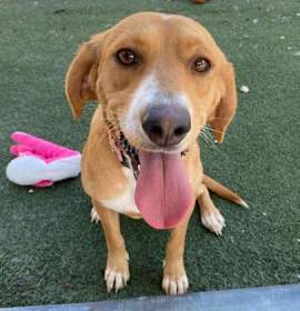 Photo of CANDY AKA CHICKEN NUGGET