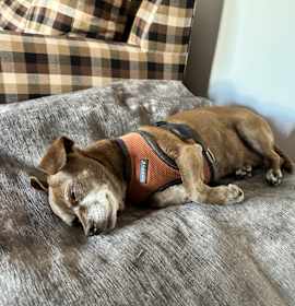 Photo of Frankie