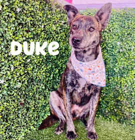 Photo of Duke