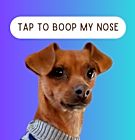 Photo of Lil dog play buddy Poncho