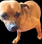 Photo of Butch