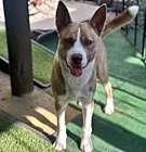 Photo of Lobito Wolf