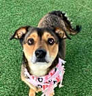 Photo of Moon  -  Emotional Support Dog -  So Ca