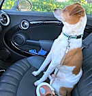Photo of Dexter