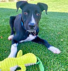 Photo of Jack - Contact Sylva
